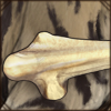 Absurdly Big Bone