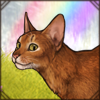 Purring Abyssinian