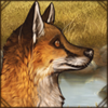 Barbary Red Fox