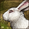 Bauscat Rabbit