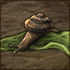 Montane Tail-Wagger Snail