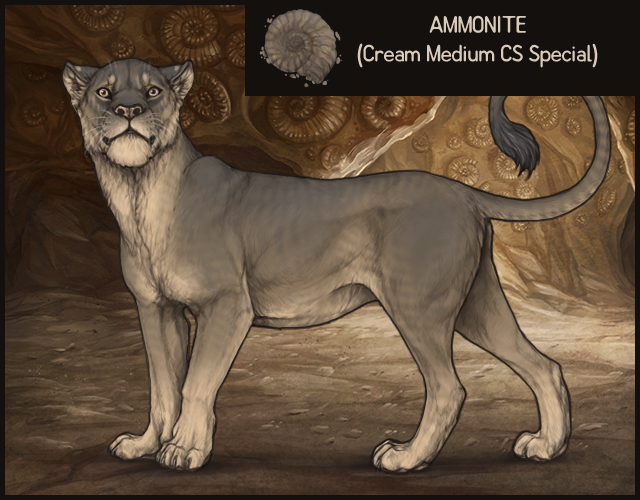 2019-nov-ammonite.jpg