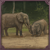 A candidate for the UNESCO World Heritage Site. Forest Elephants thrive in this tropical thicket, where you might even find a wild Chimpanzee, still.