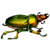Event Beetle: Lamprima aurata