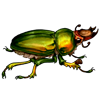 This is a beetle token from an event shop. Upon use, it will grant you a Lamprima aurata larva. Its gender and colour will be random!