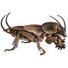 Beetle Nemesis: Gryllotalpa africana