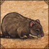 African Grass Rat