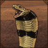 Banded Water Cobra