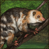 [GE - New Guinea] Black-Spotted Cuscus