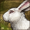 Usually this cute white rabbit would be eaten by humans… but surely it would be better as a fluffy friend for your lion?