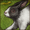 This cute, cuddly Moroccan rabbit is the perfect friend for any lion pride!