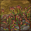 Carnivorous Drosera Plant