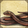 Common Brown Water Snake