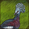 [GE - New Guinea] Scheepmaker's Crowned Pigeon