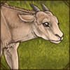 Injured Oryx Calf