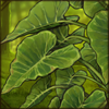 Elephant Ear Plant