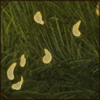 Yellow flower petals are being gently blown around by the wind.