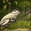 Grey Foam-Nest Tree Frog