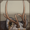 Hog Deer Antlers