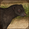 Like their name suggests, these mongoose love the water! They are adept swimmers and can even dive down for brief periods of time.