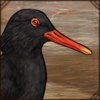 oystercatcher.png
