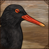 A small wading bird from southern Africa. It feeds on mollusks, insects, and fish.