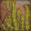This plant, also known as gifboom, is not a cactus despite visually resembling one. Its milky poisonous substance is used in hunting arrows.