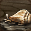 This marine snail has been washed up onto a rock. It's very, very close, because it's very, very small.