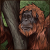 [GE - Sumatra] Sumatran Orangutan