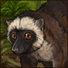 White-Headed Lemur