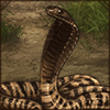 This dangerous cobra lives in the southern desert regions.