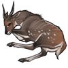 Bushbuck Carcass