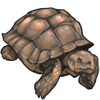 gianttortoise.png